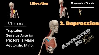 Scapula Movements with Muscles [upl. by Clayberg]