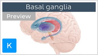 Basal ganglia Pathways and functions preview  Human Neuroanatomy  Kenhub [upl. by Anirpas]