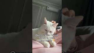 cat petshop pets catvideos catlover petshopvisit catvlogger catshorts petshop petslover [upl. by Giannini]