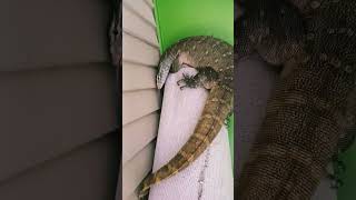 Varanus Noloticus reptiles  monitor lizard [upl. by Honor]