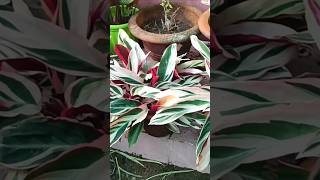 How to prepare soil for triostar plant nature music beautifulhouseplant indoorplants [upl. by Eninaj277]