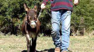 Miniature Donkey JackQuarter Moon Blockbuster [upl. by Edieh]