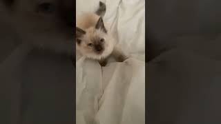 kitten attacks camera kitten attack [upl. by Genia636]