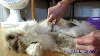 12 11 24 Persian kitty Sequoia gets a tummy trim [upl. by Dust]