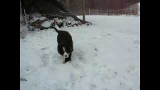 Berner Sennenhund Welpe im Schnee 10 Wochen alt [upl. by Namsu]