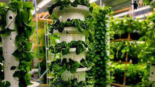 Aeroponic Vertical Farming With Tower Farms [upl. by Brennen810]