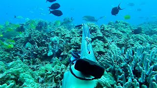 Spearfishing INCREDIBLE Structure For BIG Goatfish  Giant Moana Kali Catch And Cook [upl. by Neltiak]