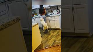 That Must Have Hurt 🐶  Funny DogCat Video’s [upl. by Ahtnicaj]