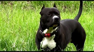 Pitbull mix [upl. by Albina]