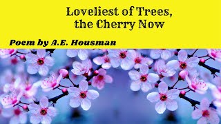 Loveliest of Trees the Cherry Now  Words Meanings  Explanation  Theme  Summary [upl. by Peppie563]