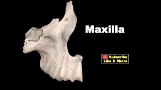 Osteology of Head amp Neck  Maxilla Anatomy mbbs bds education [upl. by Marozas]