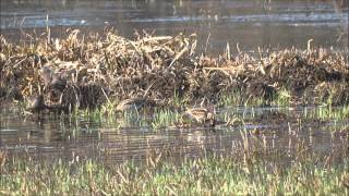 Bekasik Jack Snipe Lymnocryptes minimus [upl. by Elolcin372]