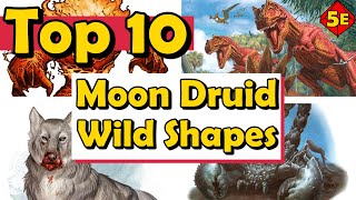 Top 10 Best Moon Druid Wild Shapes in DnD 5E [upl. by Aniahs647]