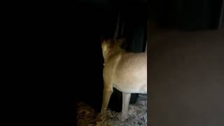 Better than a doorbell dog dogshorts doglover howlingdog nomad trendingshorts trending [upl. by Anihs345]