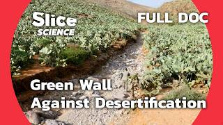 Fighting Sahara Desertification The Green Wall Project  SLICE SCIENCE  FULL DOC [upl. by Decamp]