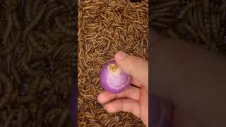 100000 Mealworms Eating Onion shorts [upl. by Leela]