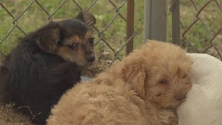 More than 100 smallbreed dogs seized from Putnam County residence [upl. by Rosalynd]