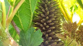 czarnyheniek Gunnera Manicata Tinctoria parzeplin brazylijski największa bylina świata 🌱🌱 [upl. by Evanne]