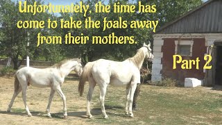 Unfortunately the time has come to take the foals away from their mothers Part 2 [upl. by Namrehs969]