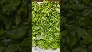 Making Fresh Pesto with Basil from Our Garden [upl. by Clements]