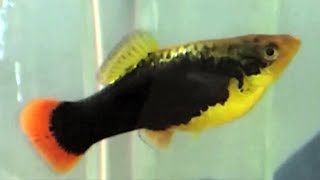 Hawaiian platy fish care guide for beginners  platy gender breeding platys and platy fry care [upl. by Kalam]