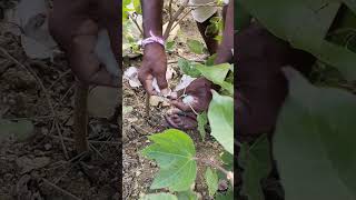 cotton harvesting short video chandrashekharmnt amazing [upl. by Girvin899]