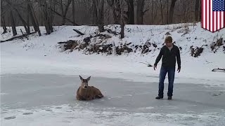 Buck rescue family saves deer stuck on frozen lake in Indiana [upl. by Thomsen838]