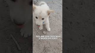 Tick and flea treatment in pup [upl. by Ansilme]