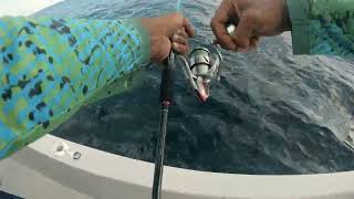 Dogtooth tuna on light jigging maldives maldives fishing fyp [upl. by Anair]