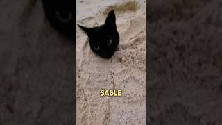 Il Jouait sur la Plage jusqu’à ce que ce Chat apparaisse 😂 [upl. by Gorges317]