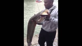 Un énorme poisson péché aux quai de seine en plein Paris lo [upl. by Hayarahs]