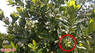 ఈ చెట్టు గురించి తెలుసుకోవటమే గొప్పతనం   About CalophyllumInophyllum PonnaChettu [upl. by Enileuqkcaj]