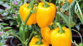 Bell Pepper plants in my Garden 🇱🇰❤️ [upl. by Uhej]