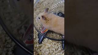 Nuestro hamster sirio hamsters pets mascotas animales [upl. by Nnylsaj]