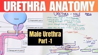 URETHRA  1  Male Urethra [upl. by Hadihahs]