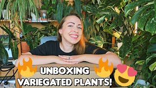 Unboxing variegated houseplants 🌿✨️ [upl. by Ardnasyl142]