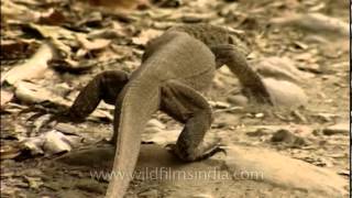 The Bengal monitor lizard [upl. by Enaasiali]