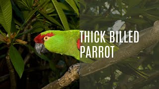 Thick Billed Parrot Rhynchopsitta Pachyrhyncha [upl. by Minetta]