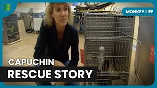 Rescuing 88 Capuchins  Monkey Life [upl. by Cilurzo]