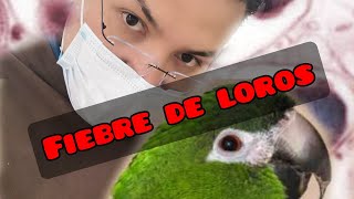 Psitacosis Fiebre de los loros ¿Tu perico te puede matar [upl. by Mathre]