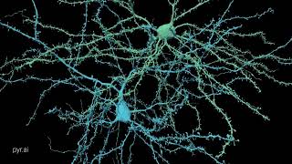 Pyramidal neurons [upl. by Eula]