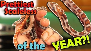 Surprise Morph Rat Snakes Hatching 2019s Last Snake Hatching Video [upl. by Akeinahs]