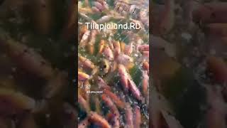 Alimentando tilapia roja suscribete mojarras tilapialandrd acuicultura simbiotica viral [upl. by Hsiri]