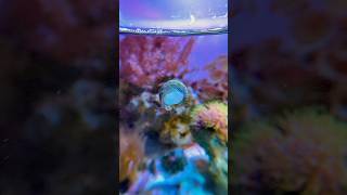 Trochus Snail Eating reeftank fishtank aquascapesnailcoralmarine oceantimelapsenanoreeftank [upl. by Sibell]