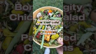 Not your Average Chicken Salad for Pampered Chickens chickencare chickentreats chickenlover [upl. by Tamera]