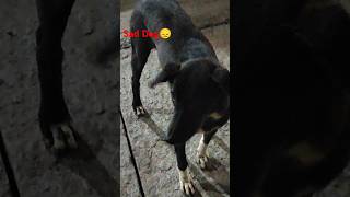 Ssad Dog 😕 youtubeshorts viralvideo dog nepal kathmandu cartoon shorts hu [upl. by Silver101]