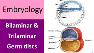 Unlocking the Secrets of Human Development Bilaminar and Trilaminar Germ discs [upl. by Jackson]