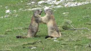 Combat de marmottes [upl. by Adeline382]