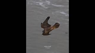 Juvenile peregrine falcon flying crazy fast realtime vs 5times slow motion peregrinefalcon [upl. by Florida]