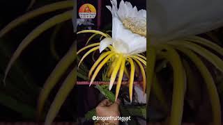 زهرة فاكهة التنين الاحمر في الليل dragon fruit flower in the evening ✨فاكهةالتنين flowers [upl. by Eirojram412]